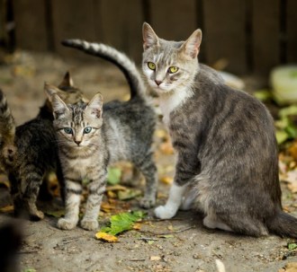 selective-focus-photo-of-silver-tabby-cat-and-kittens-1416792