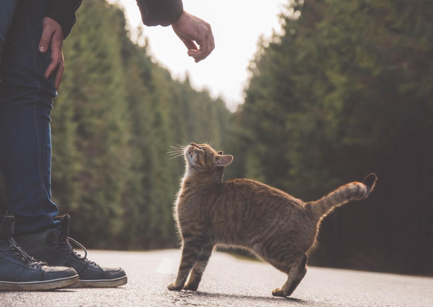 croppexels-vlad-bagacian-1634838