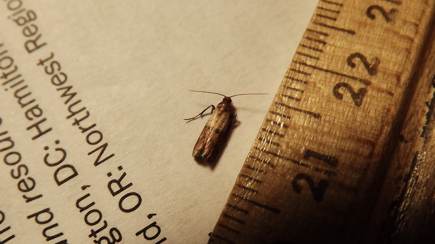 Indian-meal_Moth_(10209774676)