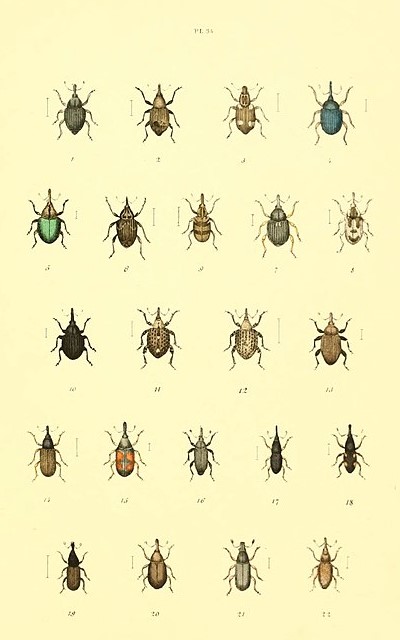 Musée_entomologique_illustré_(6008707844)