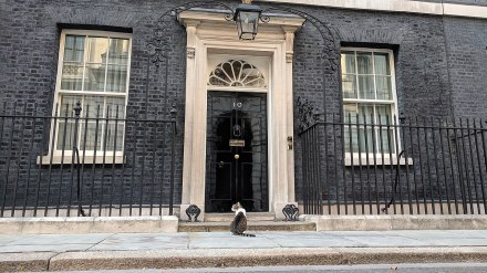 Larry_the_cat_outside_10_Downing_St