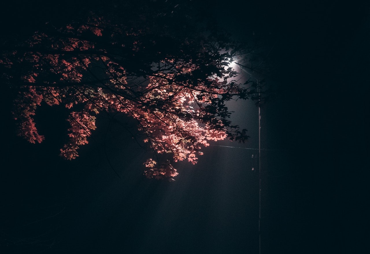 pexels-elijah-o'donnell-3473541