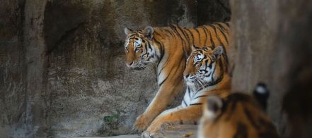 webheadpexels-julissa-helmuth-3333554 (1234)