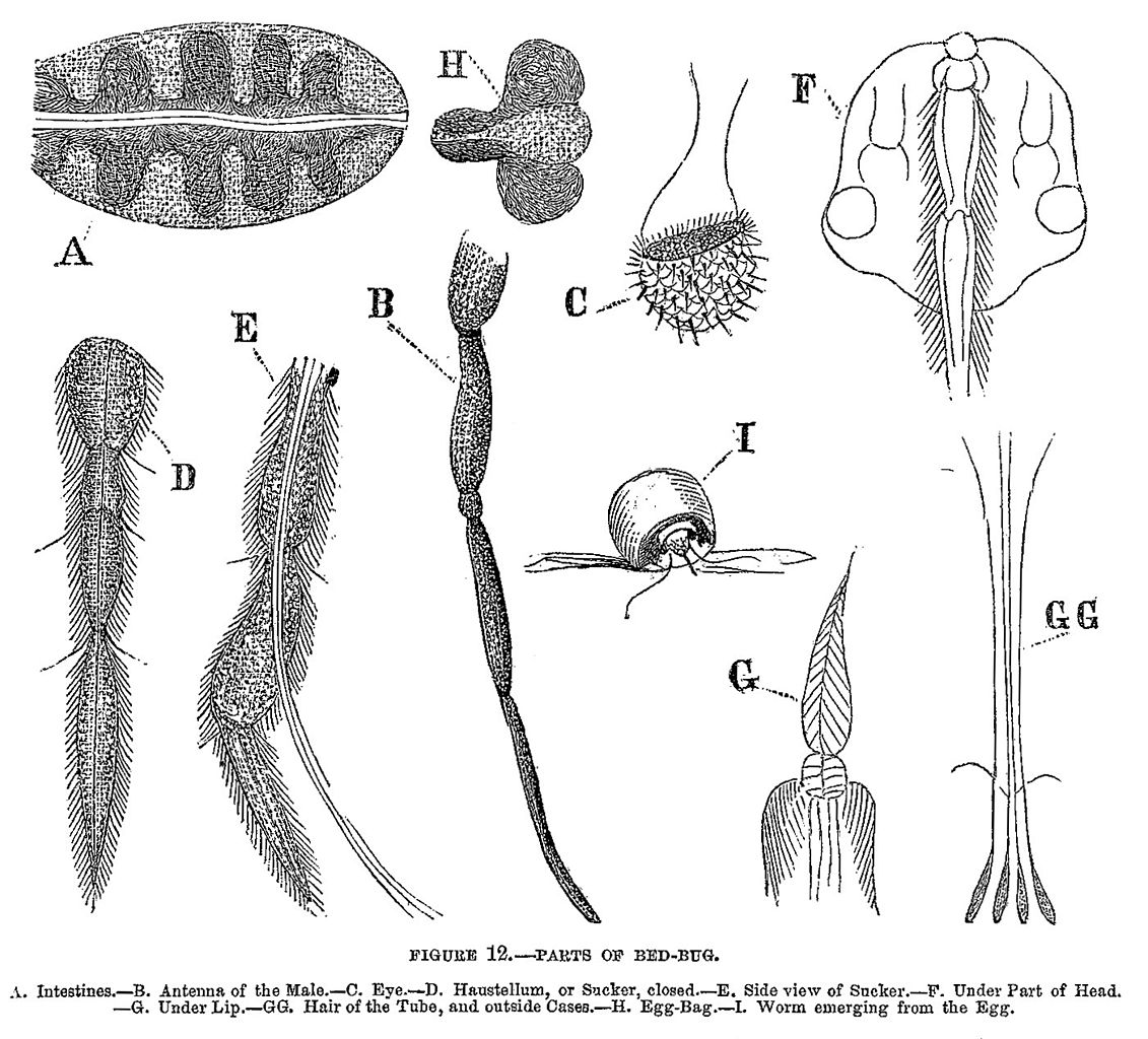 1131px-Parts_of_Bed-Bug